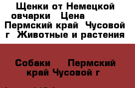 Щенки от Немецкой овчарки › Цена ­ 3 000 - Пермский край, Чусовой г. Животные и растения » Собаки   . Пермский край,Чусовой г.